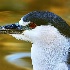 2Night Heron - ID: 10426910 © Kathy Salerni