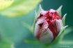 Hibiscus Emerging