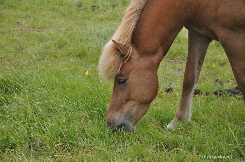 Icelandic Horses - ID: 10428000 © Larry Heyert