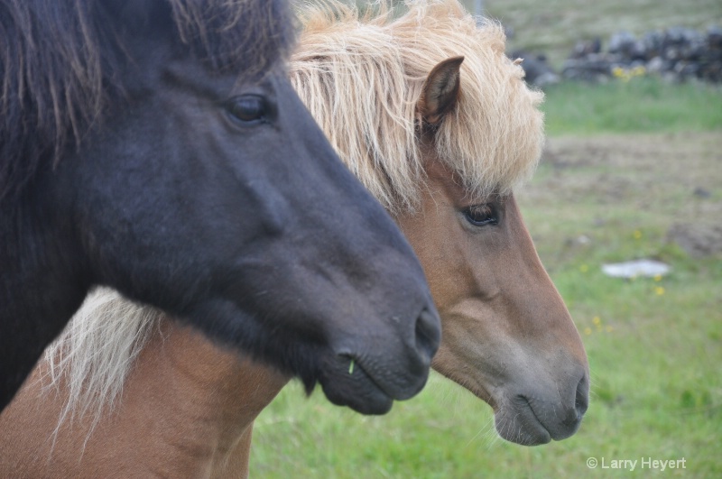 Icelandic Horses - ID: 10428002 © Larry Heyert