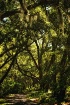 Jungle Walk