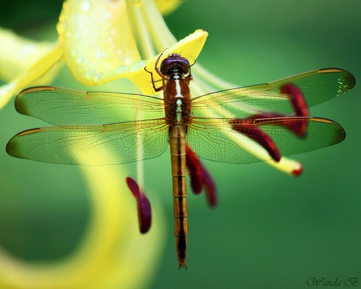 One more dragonfly...
