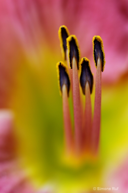 Up close Lily