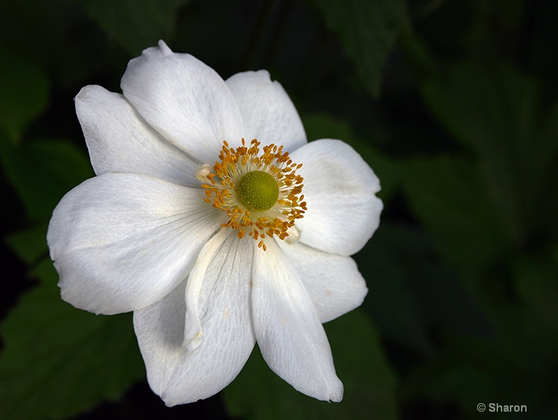 White Anemone 