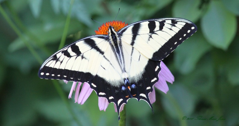 Eastern Tiger Swallowtail - ID: 10429460 © Theresa Marie Jones