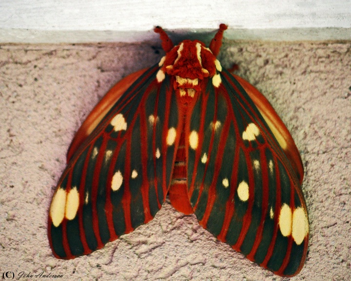 Moth With No Name