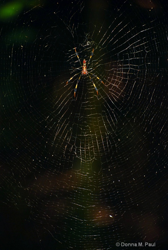 Charlottes' Web