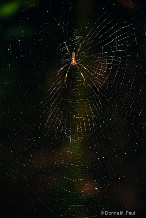 Charlottes' Web