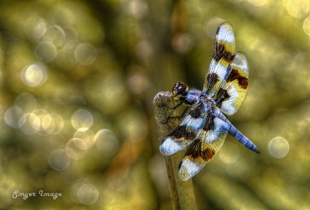 Eight Spotted Skimmer with Bokeh