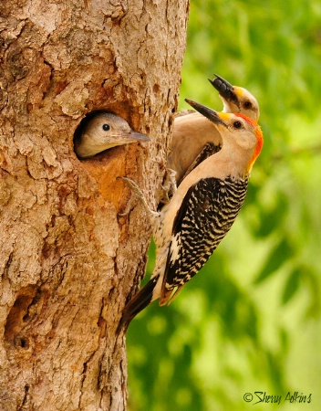 Woodpecker family
