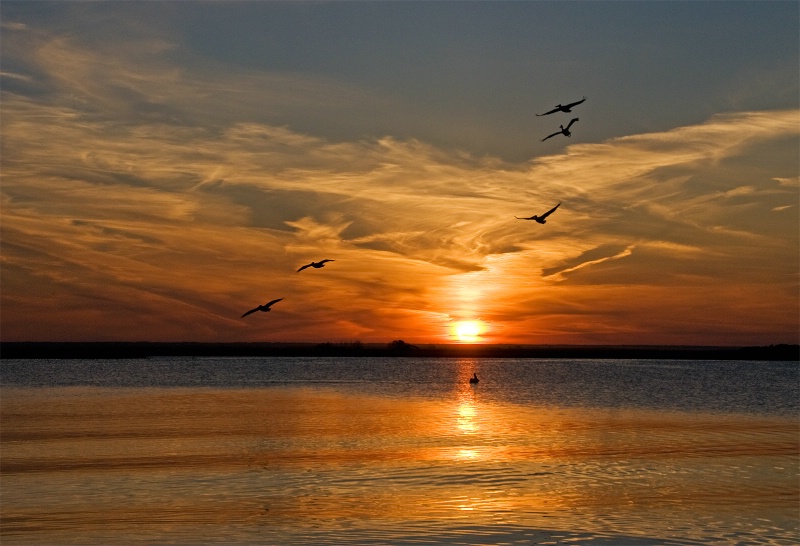 Pelicans at Sundown