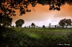 In Shelter of Tre...