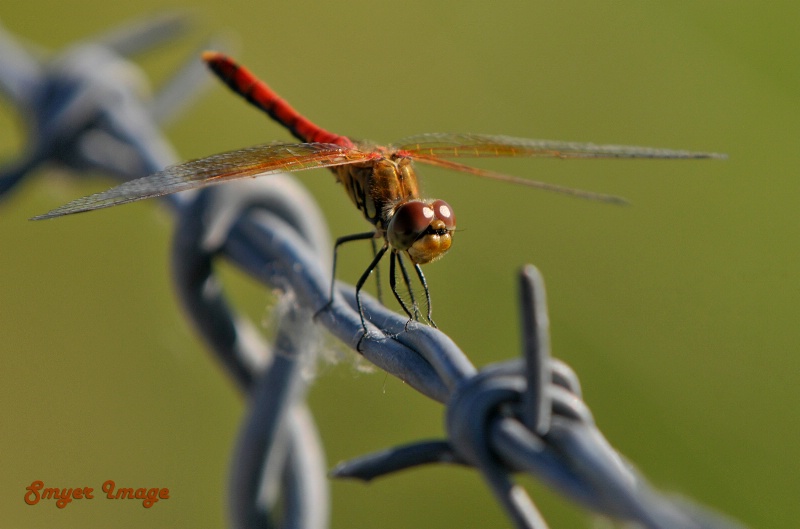 Red Dragon Fly on Barbed Wire