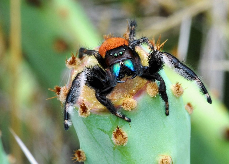 Redbacked Jumping Spider