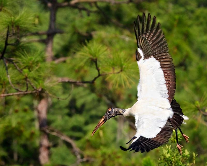 The Flying Wood Stork