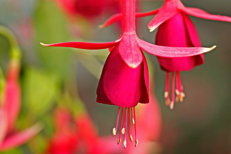 Fuchsia