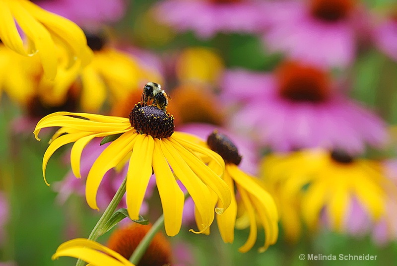 Bee on Cone Flower