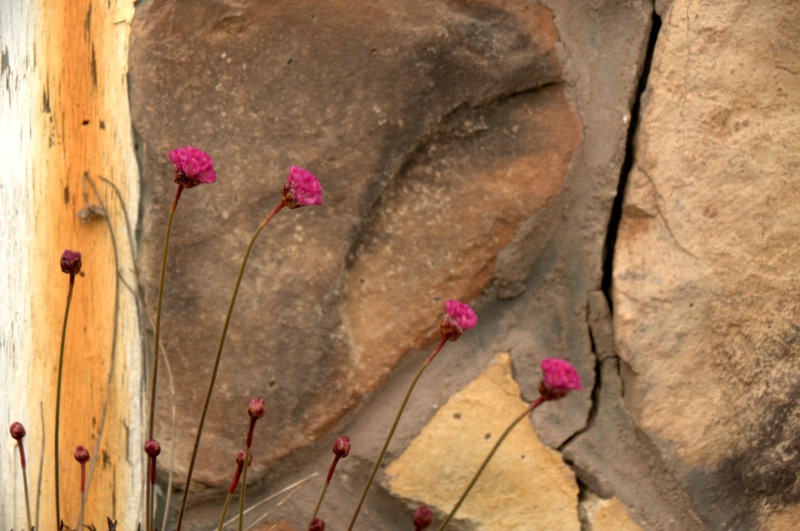Petite Pink Flowers and a Rock Wall