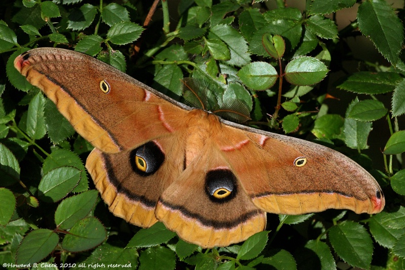 Polyphemus Moth