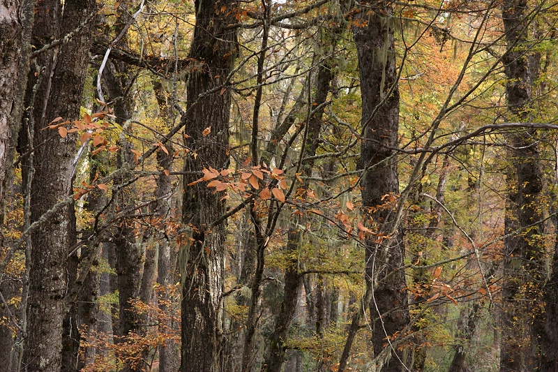 Forest tangle