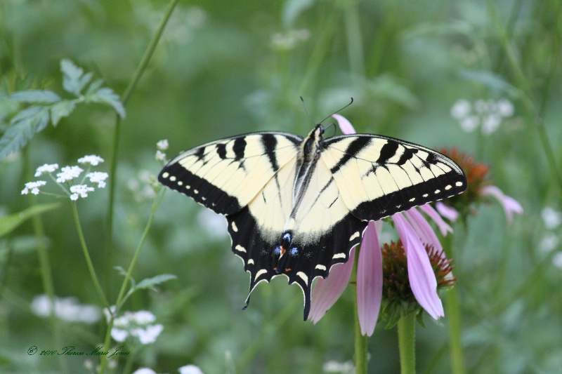 Male Eastern Tiger Swallowtail - ID: 10433607 © Theresa Marie Jones