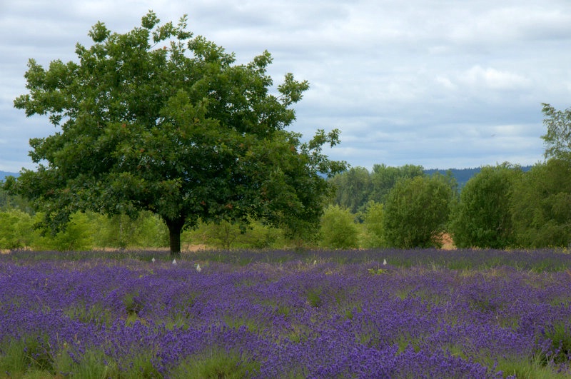 Lavender Field - ID: 10434621 © cari martin
