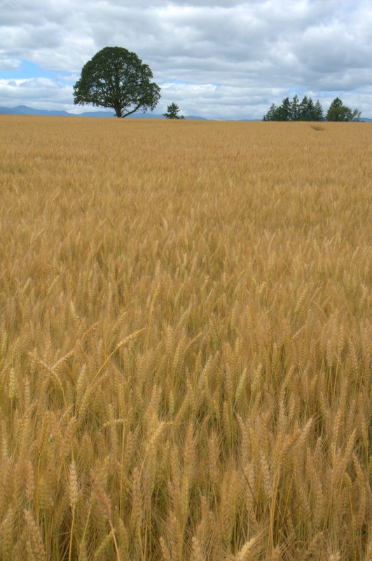 Wheat Field and a Tree - ID: 10434633 © cari martin