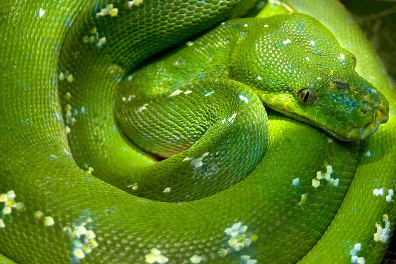 Spiral Green Serpentine