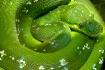 Spiral Green Serp...
