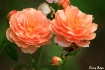 English Beauty