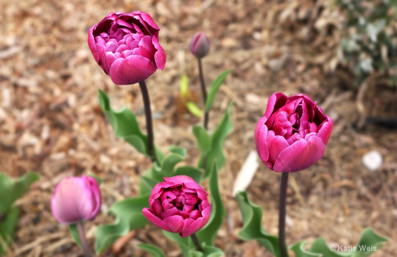 Spring Triplets