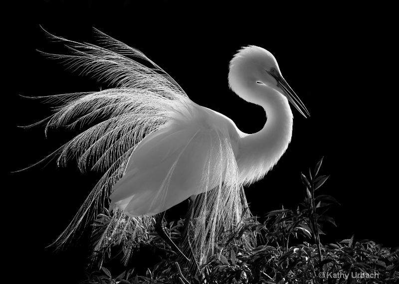 Great Egret in Backlighting