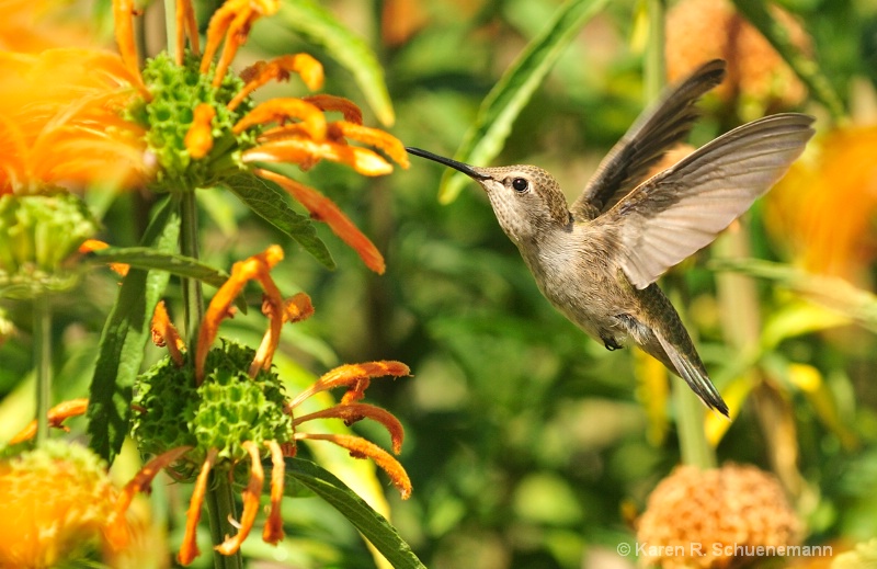 Hummingbird Honey