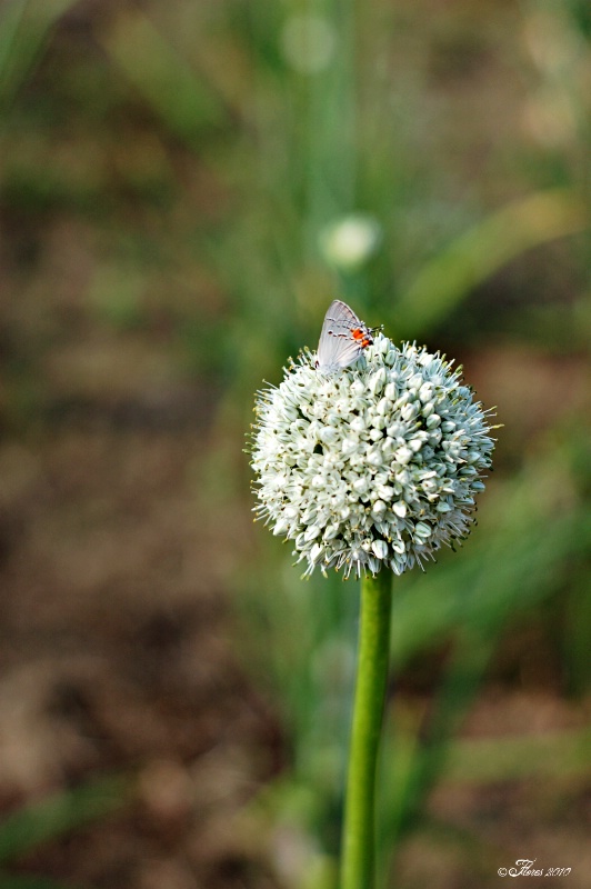 Pom Pom 