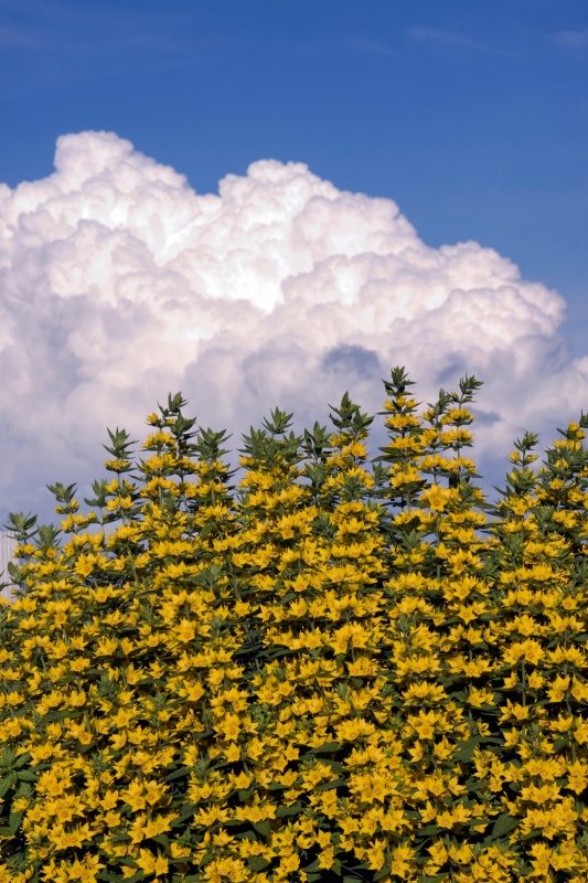 Flowers and Sky