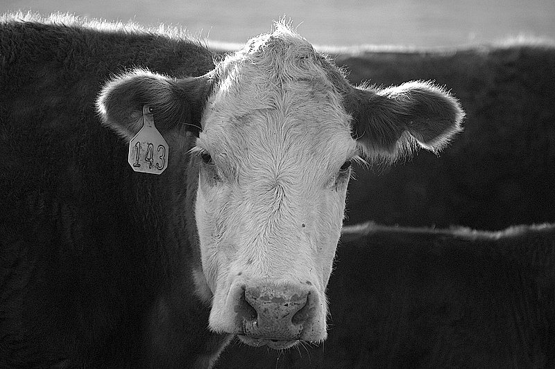 B&W Cow - ID: 10437359 © cari martin