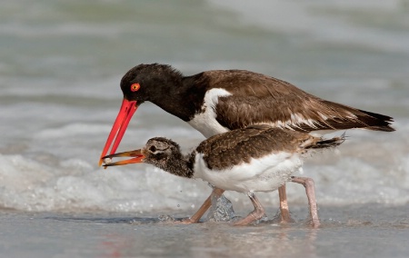 American Oystercatchers