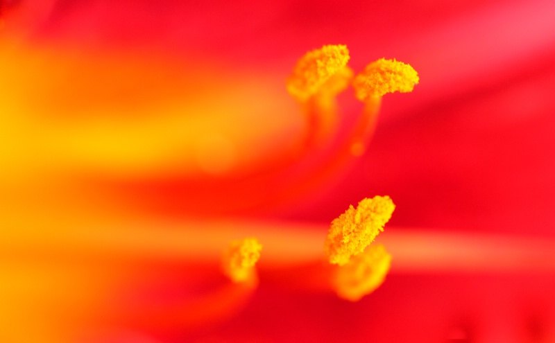 Pollen Bursts - ID: 10438115 © Ron Livingston