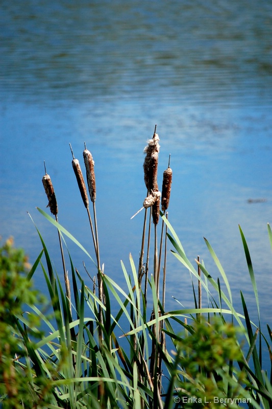 Cattails at the lake