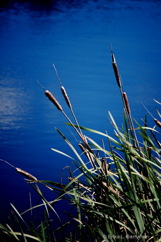 Cat tails