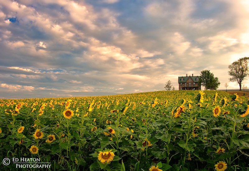 Sunflowers & Farmhouse