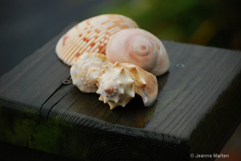 Shells Original