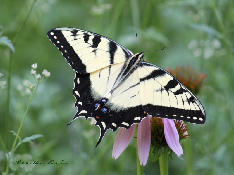 Male Tiger Swallowtail #3 - ID: 10439238 © Theresa Marie Jones