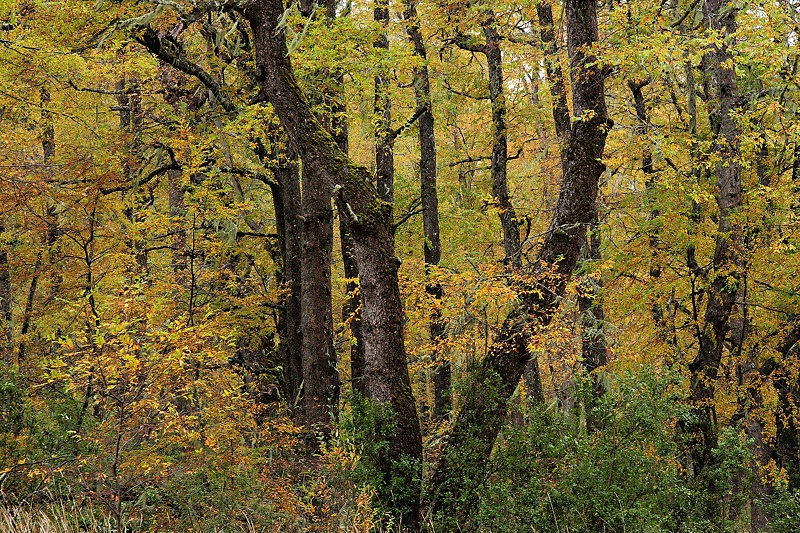 Early autumn in roble-pellin forest