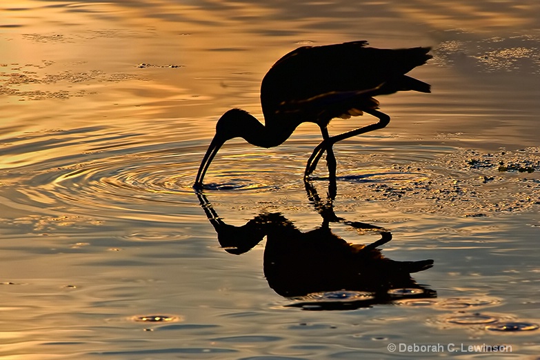 Ibis at Sunrise