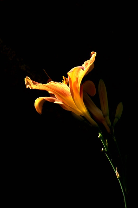 Sunlit Orange Flower