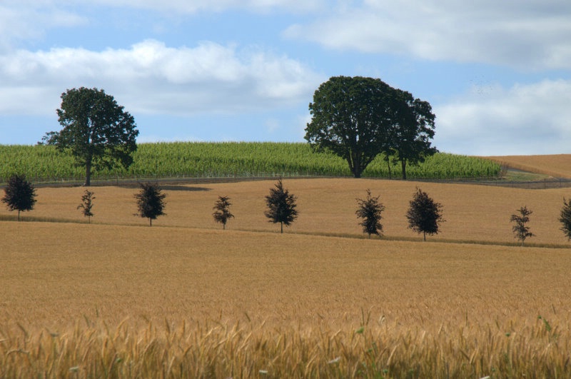 Tree Lined Field