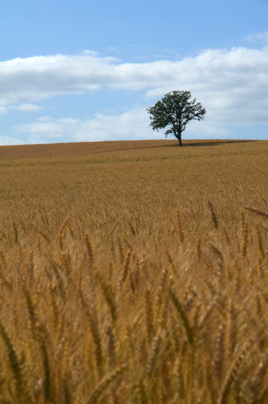 Wheat and a Tree - ID: 10440740 © cari martin