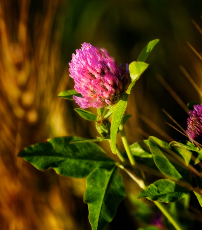 Clover and wheat