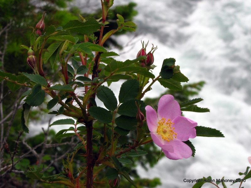 Rose by the Bow River